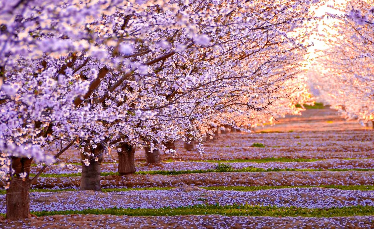 Sakura Haruno vs Megumi Fushiguro Who Would Win a Fight?